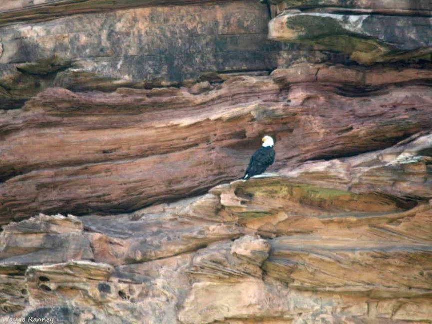 Bald Eagle Sentinel