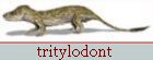 tritylodont