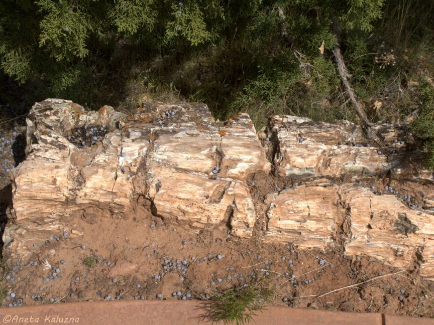 Petrified Forest State Park