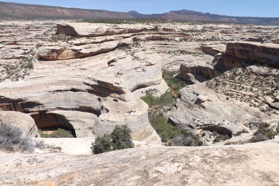 White Canyon in Natural Bridges
